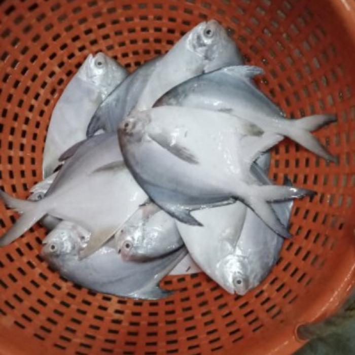 Silver Sea Pomfret Fish